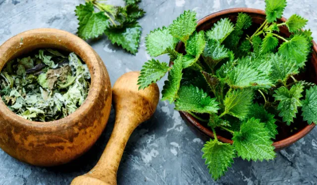 Rüyada Isırgan Otu Görmek Ne Anlama Gelir? Baht Açıklığı mı Kötü Haber mi?