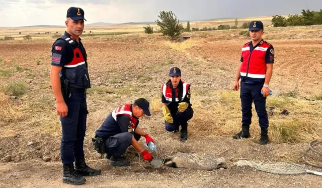 Türkiye'de nadir görülüyordu, yaralı halde bulundu