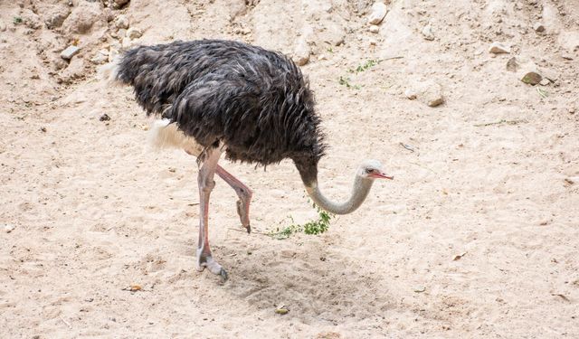 Devekuşları Başlarını Kuma mı Gömüyorlar? İşte Devekuşları Hakkında İlginç Bilgiler!