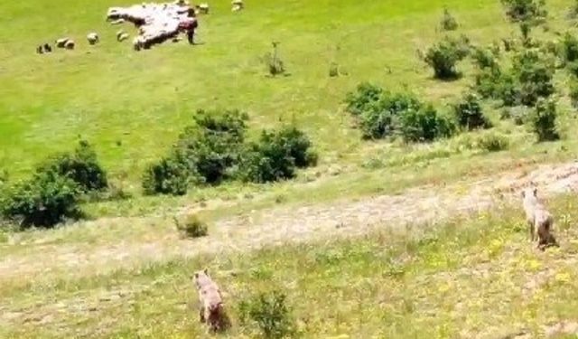 Dron kullanan çoban sürüye gelen kurtları pusuda yakaladı