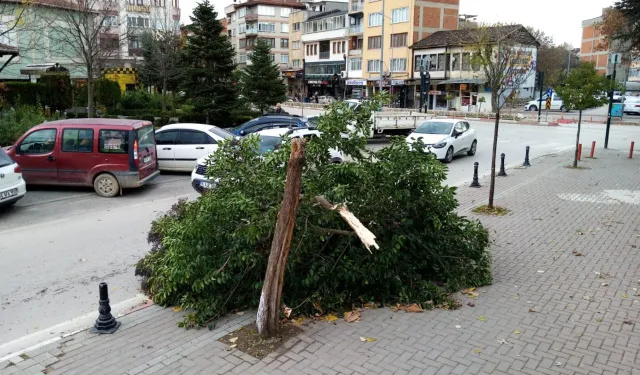 İnegöl'de Kuvvetli Lodos Ağacı Devirdi!