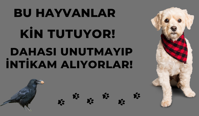 Bu Hayvanlar Kin Tutuyor ! Dahası Unutmayıp İntikam Alıyorlar !