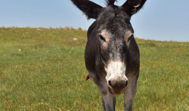 Rüyada Eşek Görmek Ne Anlama Geliyor? Rüyada Eşşek ve Merkep Ne Demek?