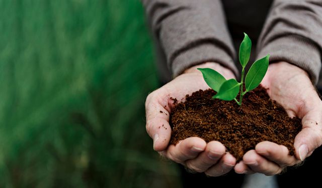 Tarlaya Gübre Ne Zaman Atılmalı? Doğru Gübreleme Zamanı ve Yöntemleriyle Verimi Nasıl Artırabiliriz?