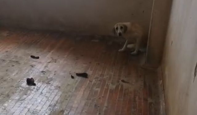 Evinde 12 köpekle yaşayan kadın gözaltına alındı
