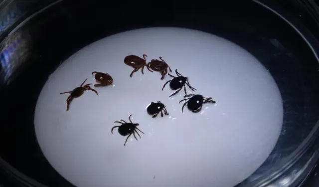 8 Kişiye KKKA Tanısı Konuldu, 1 Kişi Hayatını Kaybetti