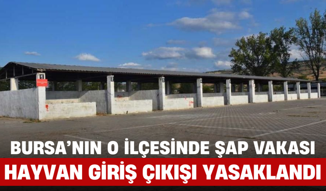 Bursa'nın O İlçesinde Şap Vakası: Hayvan Giriş Çıkışı Yasaklandı