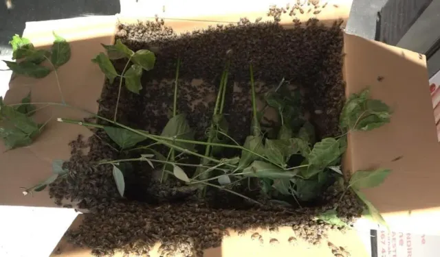 Bursa’da Binlerce Arı İş Merkezini Bastı, Vatandaşlar Korku Dolu Anlar Yaşadı