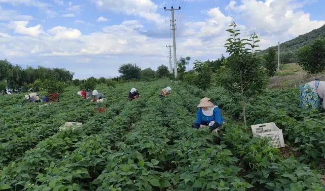 Bursa’da Nazende Fasulyesinin Hasadı Başladı: Kilosu 65 TL’den Satılıyor