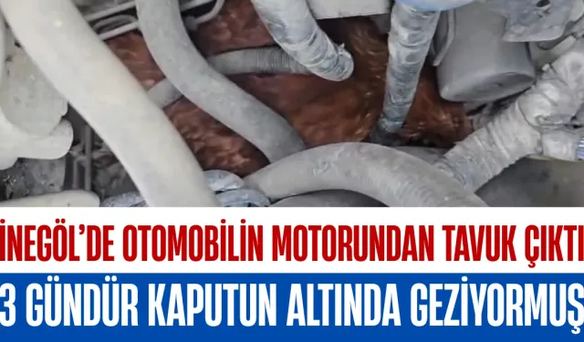 İnegöl’de Otomobilin Motorundan Tavuk Çıktı: 3 Gündür Kaputun Altında Geziyormuş...