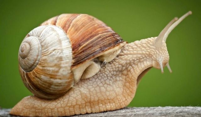 Salyangozlar yağmur yağar yağmaz neden ortaya çıkıyor ve güneşte nereye kayboluyor?