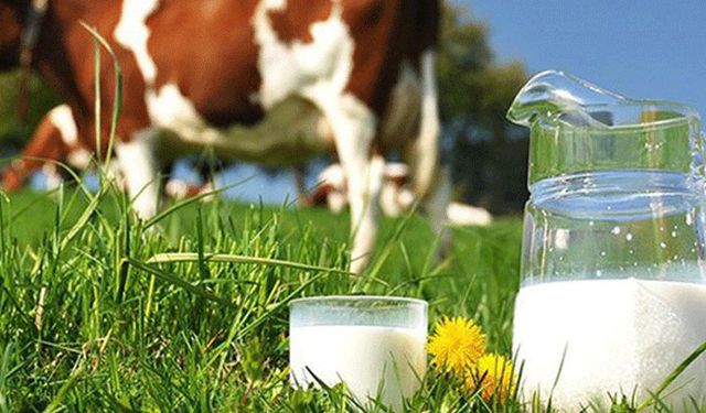 Türkiye’de çiğ süt üretimi 2024’te ne durumda? Hangi hayvandan ne kadar süt alındı, bu sütler nasıl kullanıldı?