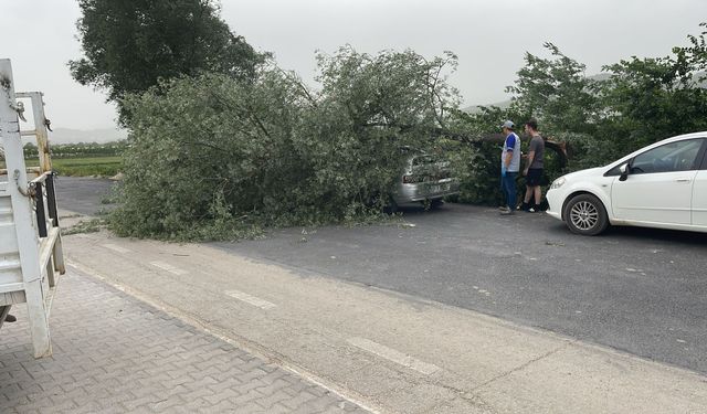İnegöl Hayvan Pazarı’nda Şiddetli Lodos: Söğüt Ağaçları Araçların Üzerine Devrildi