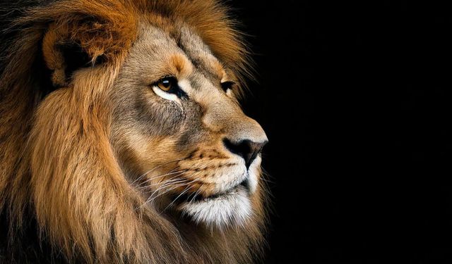 Günün Zeka Sorusu | Hangi Kapıdan Çıkarsanız kurtulursunuz?