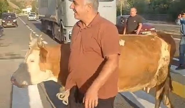 Gümüşhane’de Vatandaş İneklerini Yaya Geçidinden Geçirdi