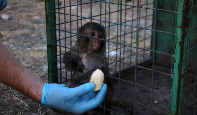 Sahibi Tarafından Dövülen Maymun Koruma Altına Alındı