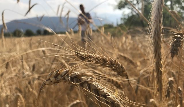 Dünya hububat arzında rekor bekleniyor: İlk kez 3 milyar tonu aşacak