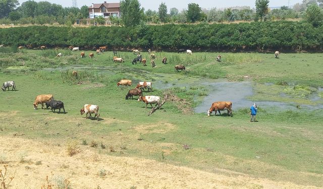 Gıda güvenliği kamu denetimiyle sağlanmalı