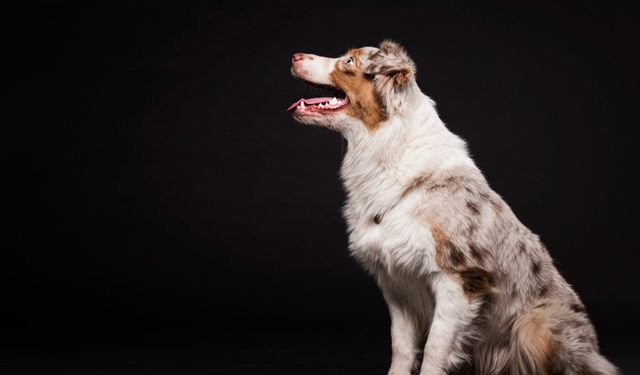 Köpeklerin dilleri neden sürekli dışarıdadır?