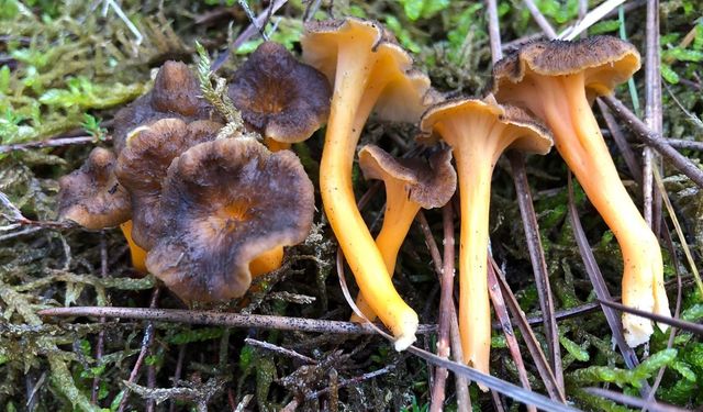 Mantar Zehirlenmesi Nedir, Belirtileri Nelerdir? Doğadan Toplanan Mantar Neden Hayatınızı Riske Atabilir?