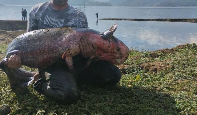 Boğazköy Barajı’nda Sular Çekildi, Dev Yayın Balıkları Ortaya Çıktı