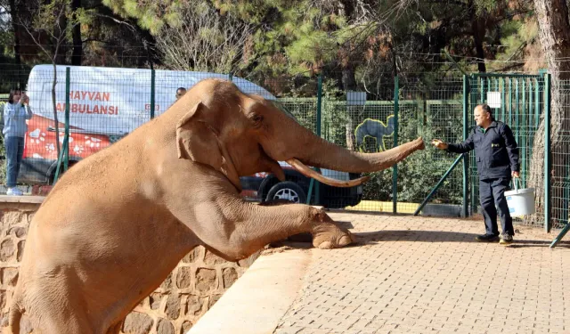 Türkiye'nin en büyük hayvanat bahçesi kışa hazır