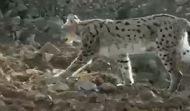 Hakkari’de nesli tükenme tehlikesindeki vaşak görüntülendi