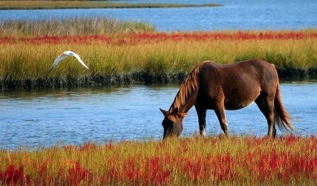 “Ahmet Bey’in Bir Küheylan Atı Var” Türküsünün Hikayesi Nedir? Türkünün Gerçek Öyküsü Nedir, Kim Seslendiriyor?