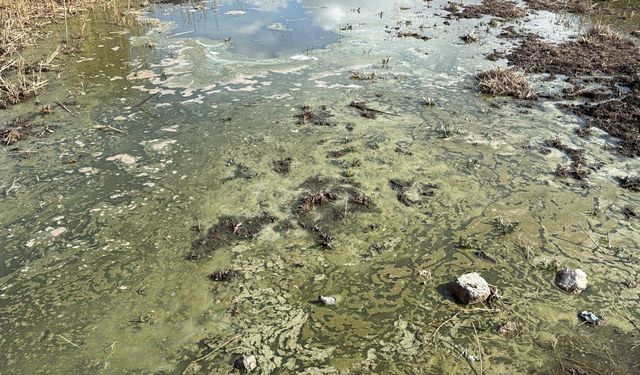 Eber Gölü şimdi de kirlilik ile gündemde
