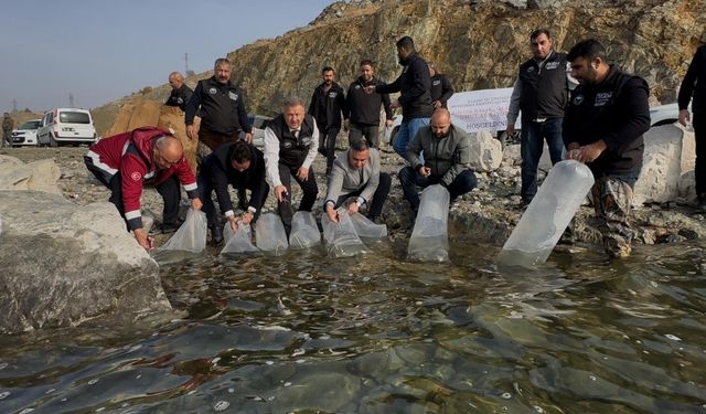 Karakaya Baraj Gölü’ne 420 bin yavru balık bırakıldı