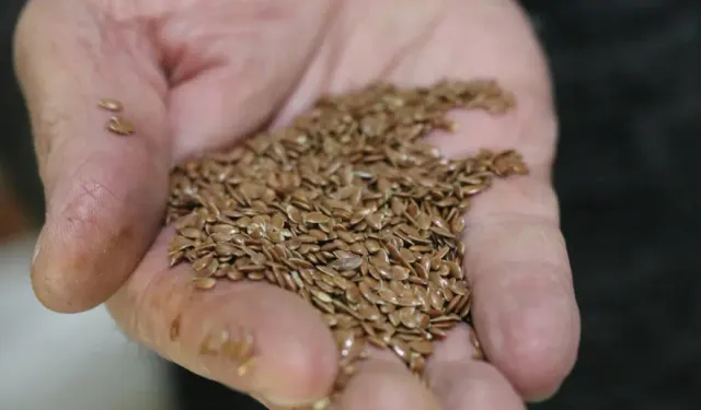 Keten Tohumu ‘Zeyrek’ Kış Aylarının Şifa Kaynağı Oldu