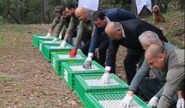 Ordu’da doğaya 200 sülün salındı
