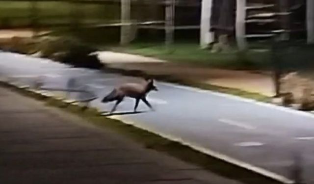 Tekirdağ sahilde tilki görüntülendi