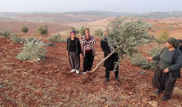 Adıyaman'da 10 bin ağaç kırılarak yok edildi