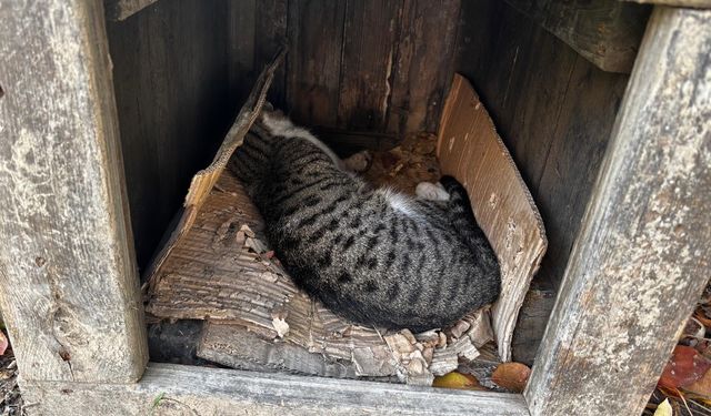 Amasya'da şehrin göbeğinde köpek ve kediler ölü bulundu