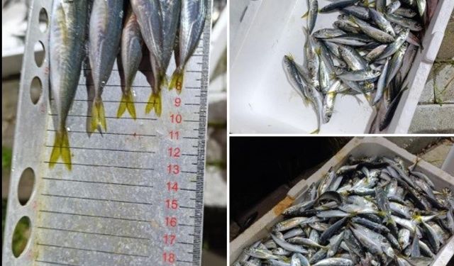 Bursa’da balık halinde denetim!