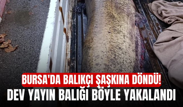 Bursa'da Balıkçı Şaşkına Döndü! Dev Yayın Balığı Böyle Yakalandı