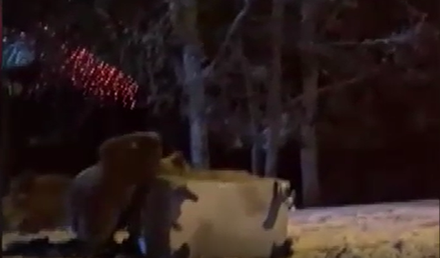 Uludağ Yolunda Ayılara Kar Topu Attılar!