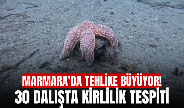 Marmara'da tehlike büyüyor! 30 dalışta kirlilik tespiti