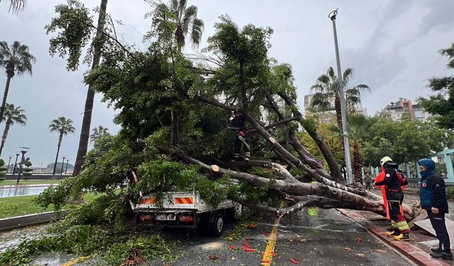 Mersin'de devrilen ağaç, seyir halindeki 3 araca zarar verdi