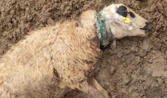 Şanlıurfa'da sürüye saldıran kurt 18 koyunu telef etti