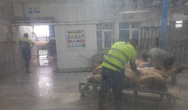 Saray'da kaçak yollarla getirilen 9 büyükbaş hayvan kesime gönderildi