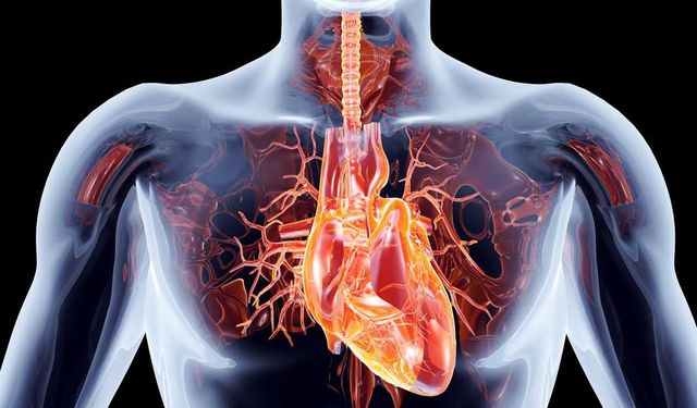 Aort Kapak Hastalıkları Nedir? Kalpteki Bu Sorun Hangi Belirtilerle Ortaya Çıkıyor ve Neden Ciddiye Alınmalı?