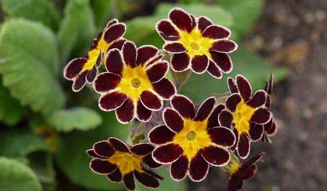 Çiçekler Neden Güzel ya da Kötü Kokar? İşte Çiçeklerin Koku Sırları