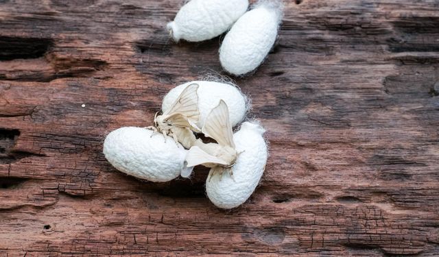 İpek Böceği Nedir, Nasıl Yaşar? Evde Bakımı, İpek Üretimi ve 2026 Fiyatları