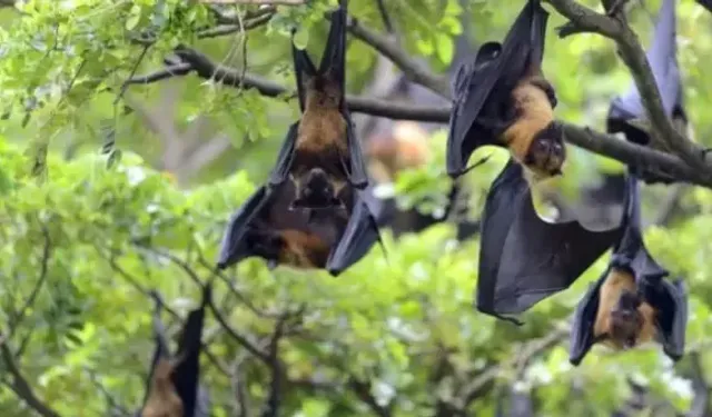 Nipah virüsü nedir, nasıl bulaşır, aşısı var mı, öldürür mü? Nipah virüsü Türkiye'de var mı?