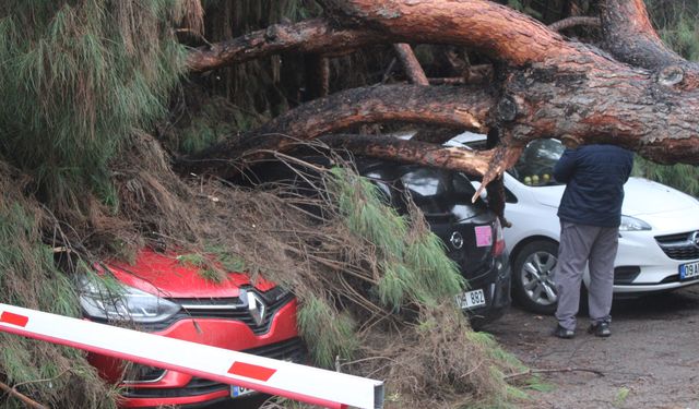 Dev çam ağacı park halindeki araçların üzerine devrildi