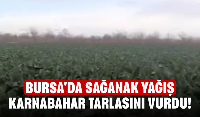 Bursa'da sağanak yağış karnabahar tarlasını vurdu!