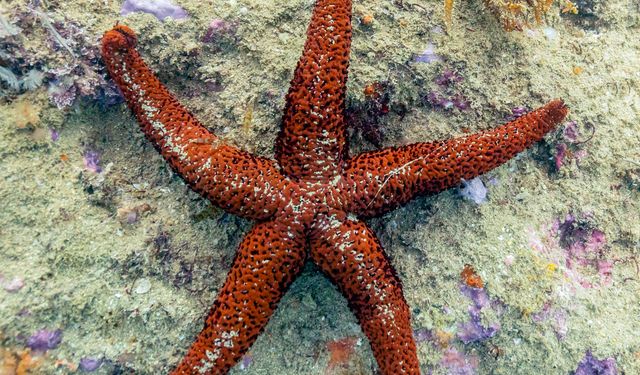 Denizyıldızı Yenilir mi? Deniz Yıldızı Zehirli mi? Denizyıldızı Hakkında İlginç Bilgiler!