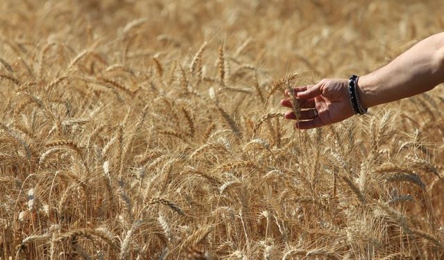 Dünya tahıl üretiminde rekor artış bekleniyor!